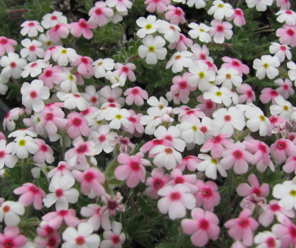 Androsace barbulata var glabrescens